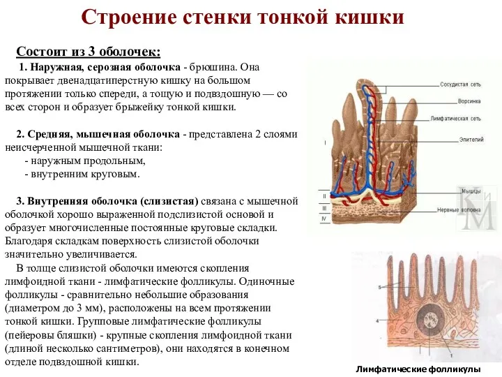 Состоит из 3 оболочек: 1. Наружная, серозная оболочка - брюшина.