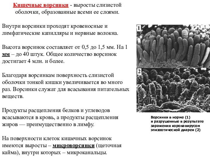 Кишечные ворсинки - выросты слизистой оболочки, образованные всеми ее слоями.