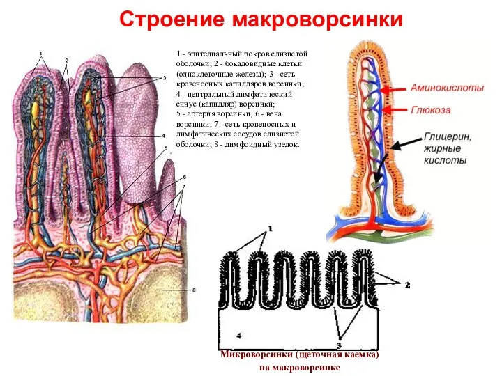 Строение макроворсинки 1 - эпителиальный покров слизистой оболочки; 2 -