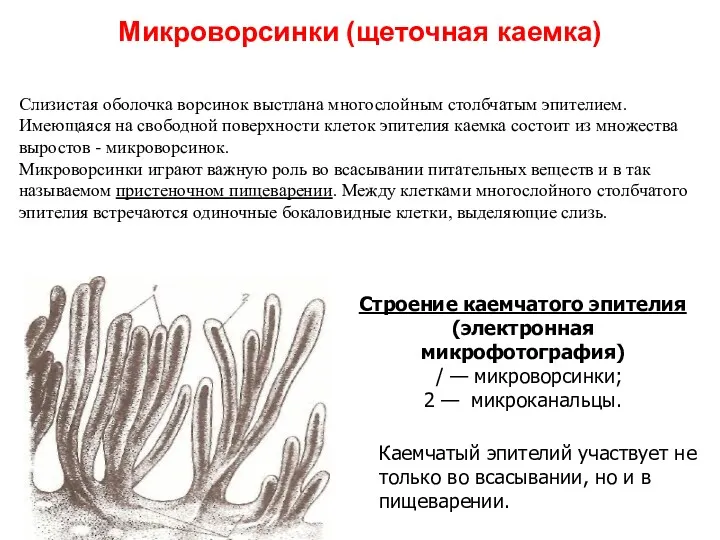 Микроворсинки (щеточная каемка) Слизистая оболочка ворсинок выстлана многослойным столбчатым эпителием.