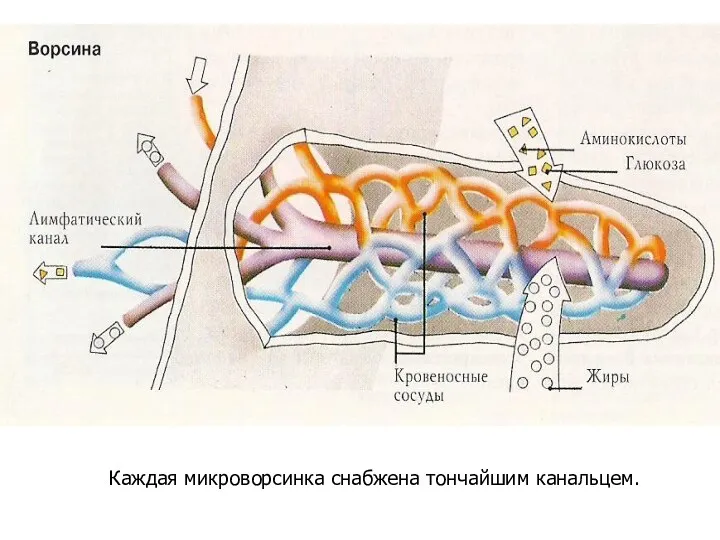 Каждая микроворсинка снабжена тончайшим канальцем.