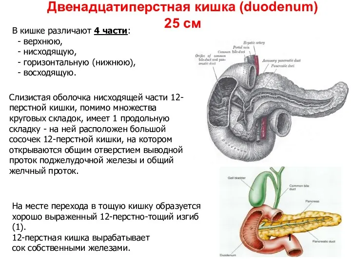 Двенадцатиперстная кишка (duodenum) 25 см В кишке различают 4 части: