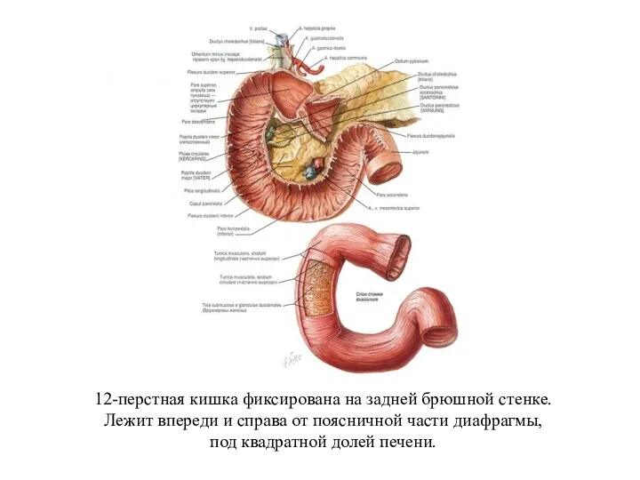 12-перстная кишка фиксирована на задней брюшной стенке. Лежит впереди и