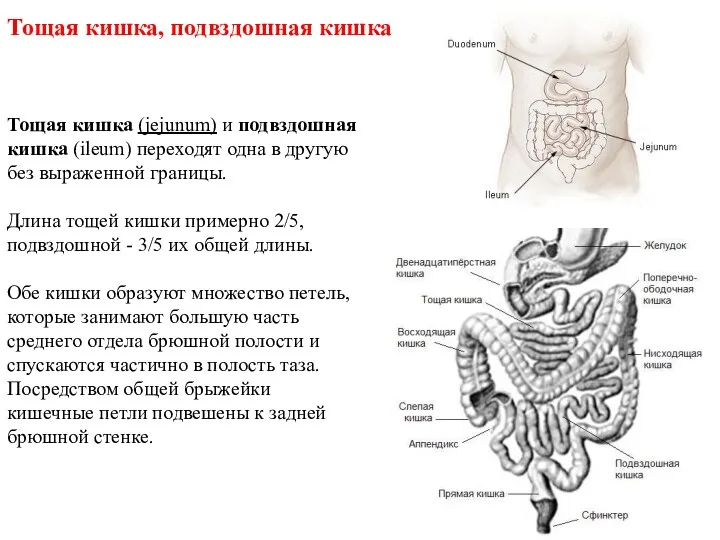 Тощая кишка, подвздошная кишка Тощая кишка (jejunum) и подвздошная кишка