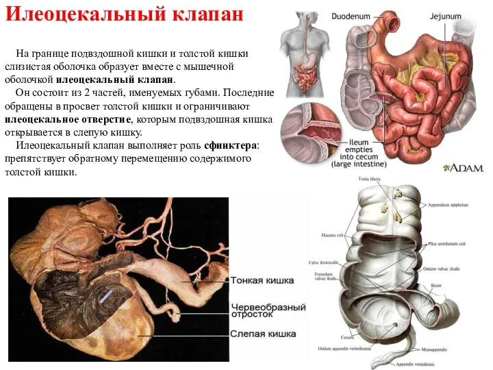 Илеоцекальный клапан На границе подвздошной кишки и толстой кишки слизистая