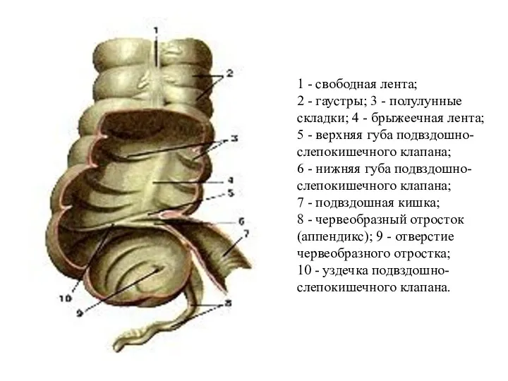 1 - свободная лента; 2 - гаустры; 3 - полулунные