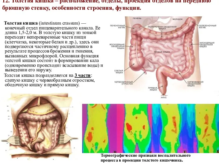 12. Толстая кишка – расположение, отделы, проекция отделов на переднюю