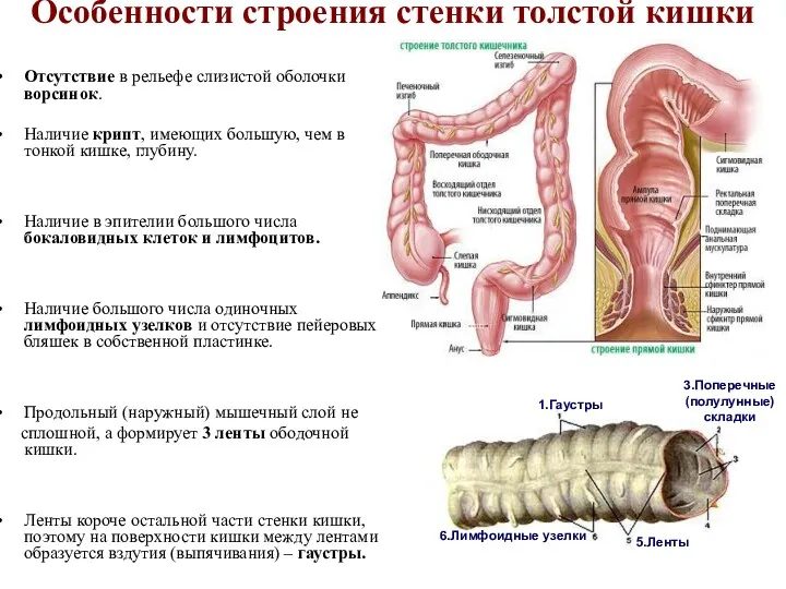 Особенности строения стенки толстой кишки Отсутствие в рельефе слизистой оболочки