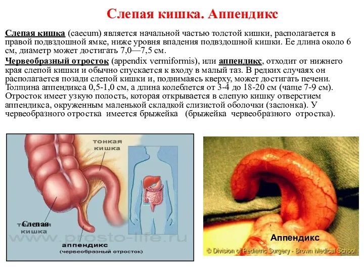 Слепая кишка. Аппендикс Слепая кишка (caecum) является начальной частью толстой