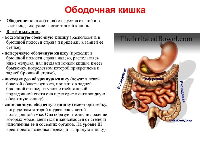 Ободочная кишка Ободочная кишка (colon) следует за слепой и в