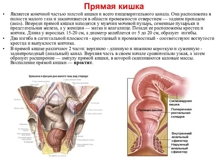 Прямая кишка Является конечной частью толстой кишки и всего пищеварительного