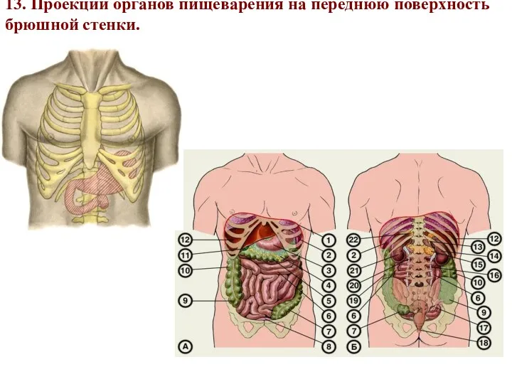 13. Проекции органов пищеварения на переднюю поверхность брюшной стенки.