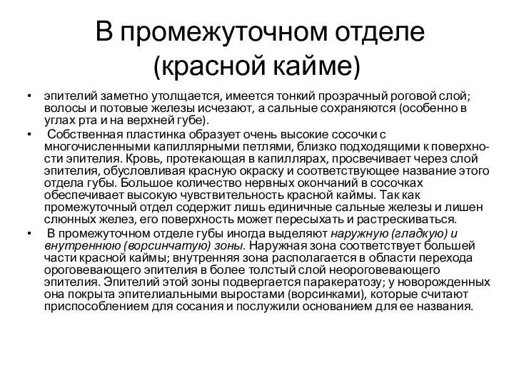 В промежуточном отделе (красной кайме) эпителий заметно утолщается, имеется тонкий