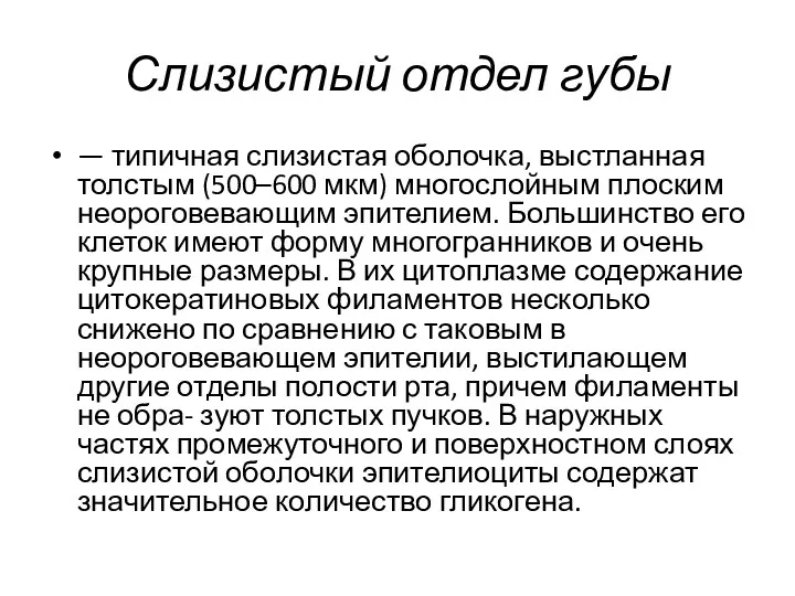 Слизистый отдел губы — типичная слизистая оболочка, выстланная толстым (500–600