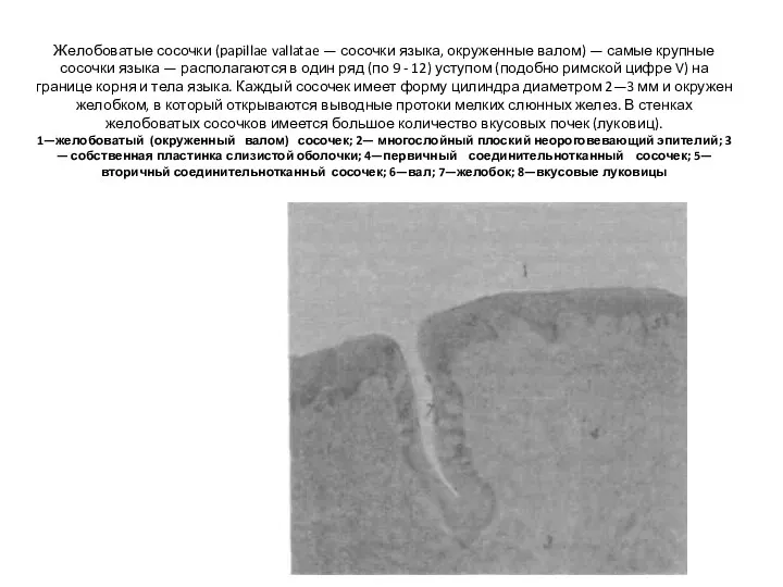 Желобоватые сосочки (papillae vallatae — сосочки языка, окруженные валом) —