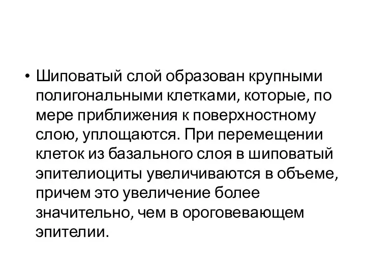 Шиповатый слой образован крупными полигональными клетками, которые, по мере приближения