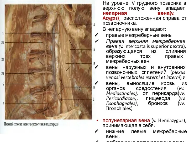 На уровне IV грудного позвонка в верхнюю полую вену впадает непарная вена(v. Azygos),
