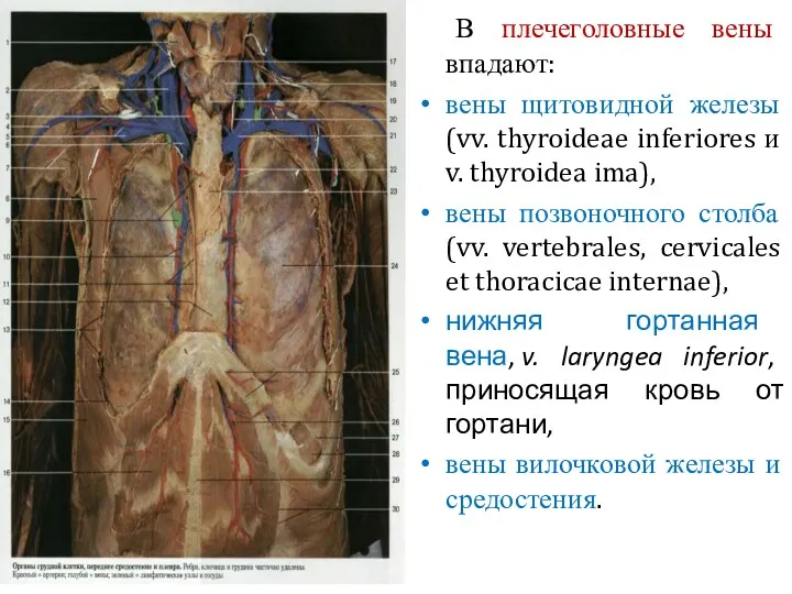 В плечеголовные вены впадают: вены щитовидной железы (vv. thyroideae inferiores и v. thyroidea