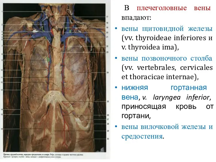 В плечеголовные вены впадают: вены щитовидной железы (vv. thyroideae inferiores