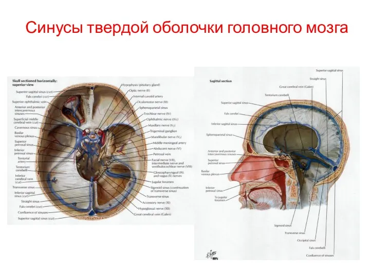 Синусы твердой оболочки головного мозга