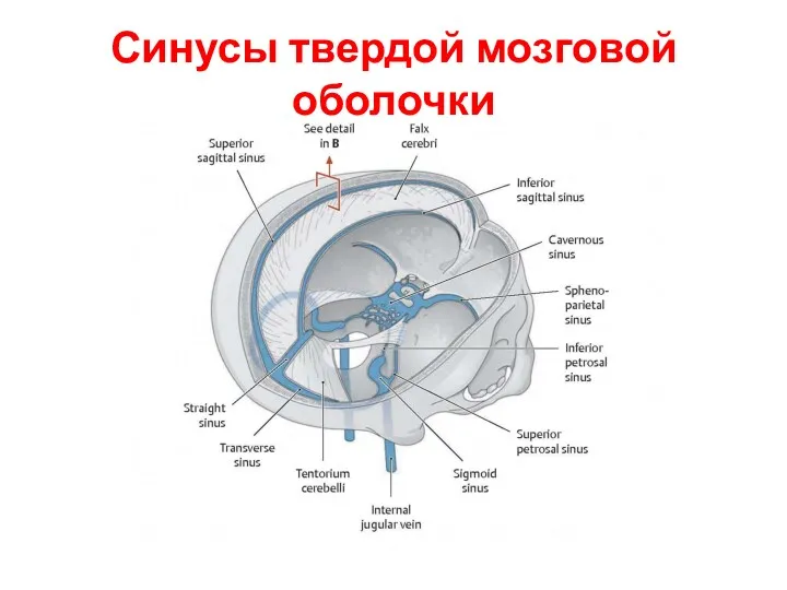 Синусы твердой мозговой оболочки