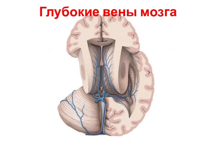 Глубокие вены мозга