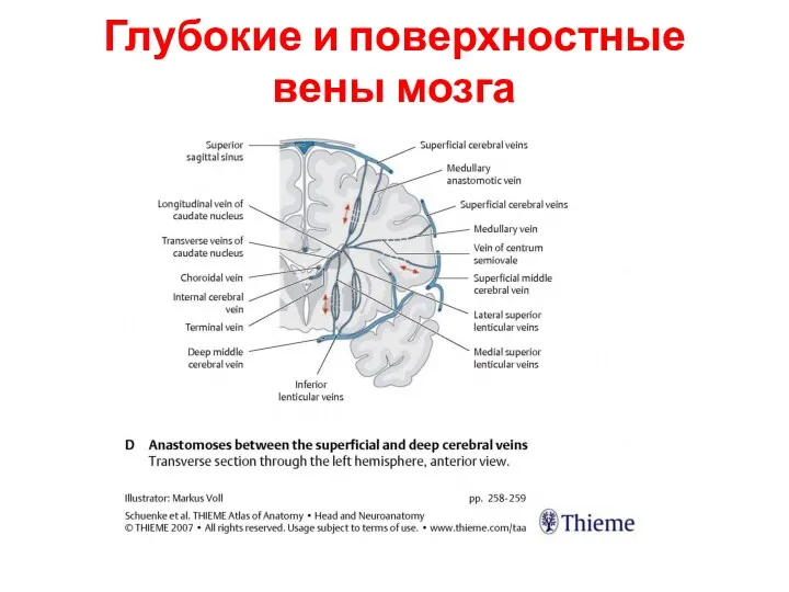 Глубокие и поверхностные вены мозга