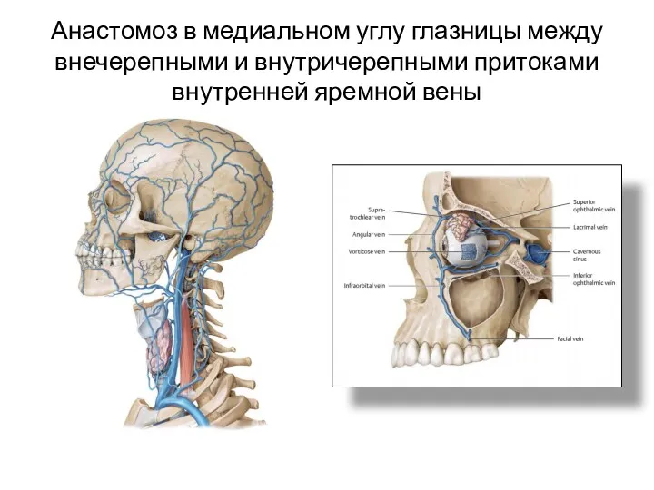 Анастомоз в медиальном углу глазницы между внечерепными и внутричерепными притоками внутренней яремной вены