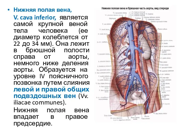 Нижняя полая вена, V. cava inferior, является самой крупной веной тела человека (ее