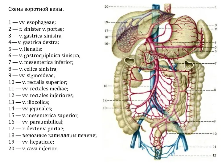 Схема воротной вены. 1 — vv. esophageae; 2 — r. sinister v. portae;