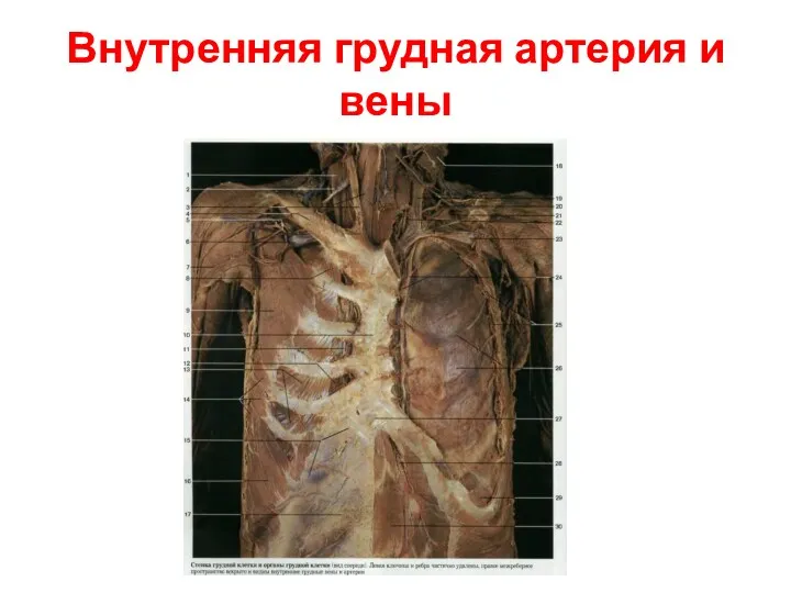 Внутренняя грудная артерия и вены