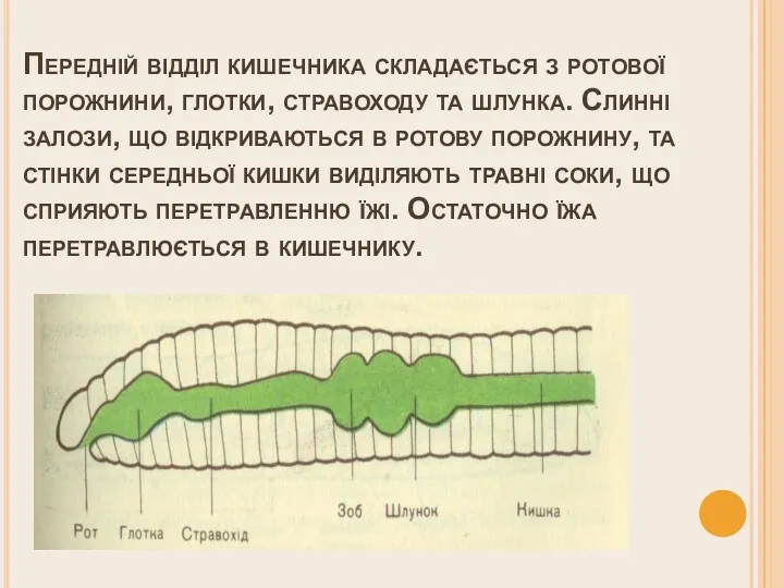 Передній відділ кишечника складається з ротової порожнини, глотки, стравоходу та