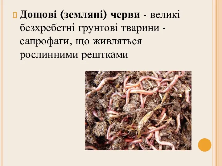 Дощові (земляні) черви - великі безхребетні грунтові тварини - сапрофаги, що живляться рослинними рештками
