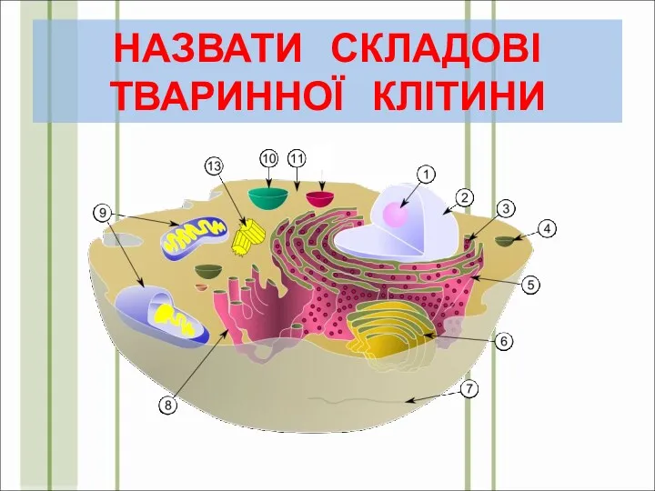 НАЗВАТИ СКЛАДОВІ ТВАРИННОЇ КЛІТИНИ