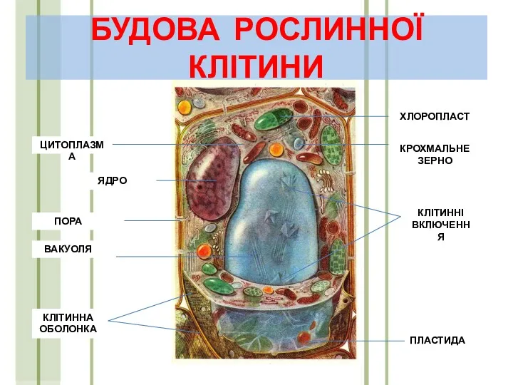 БУДОВА РОСЛИННОЇ КЛІТИНИ ХЛОРОПЛАСТ КРОХМАЛЬНЕ ЗЕРНО КЛІТИННІ ВКЛЮЧЕННЯ ПЛАСТИДА КЛІТИННА ОБОЛОНКА ВАКУОЛЯ ПОРА ЯДРО ЦИТОПЛАЗМА