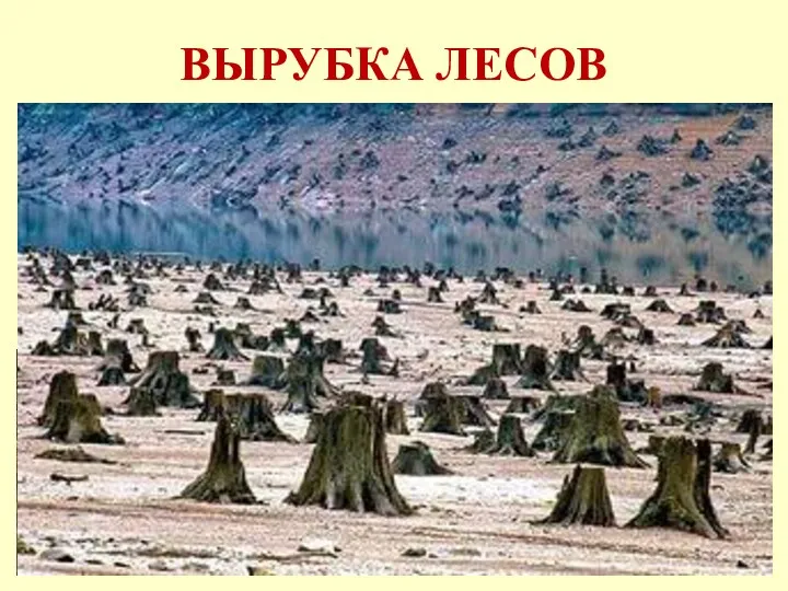 ВЫРУБКА ЛЕСОВ