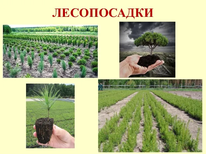 ЛЕСОПОСАДКИ