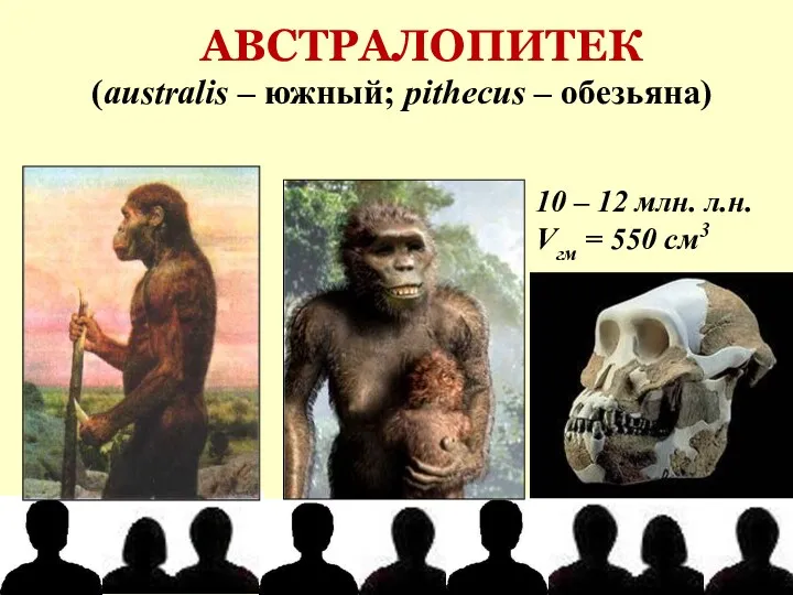 АВСТРАЛОПИТЕК (australis – южный; pithecus – обезьяна) 10 – 12 млн. л.н. Vгм = 550 см3