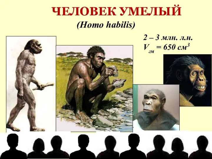 ЧЕЛОВЕК УМЕЛЫЙ (Homo habilis) 2 – 3 млн. л.н. Vгм = 650 см3