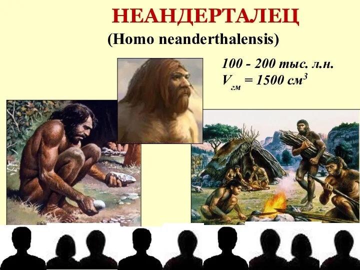 НЕАНДЕРТАЛЕЦ 100 - 200 тыс. л.н. Vгм = 1500 см3 (Homo neanderthalensis)