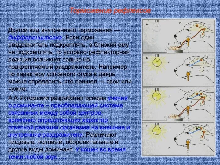 Торможение рефлексов Другой вид внутреннего торможения — дифференцировка. Если один