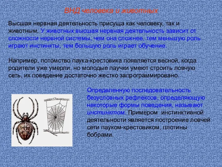 ВНД человека и животных Высшая нервная деятельность присуща как человеку,