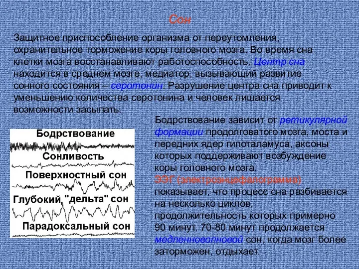 Сон Защитное приспособление организма от переутомления, охранительное торможение коры головного