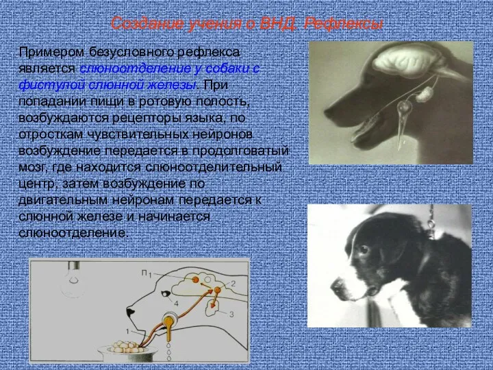 Создание учения о ВНД. Рефлексы Примером безусловного рефлекса является слюноотделение