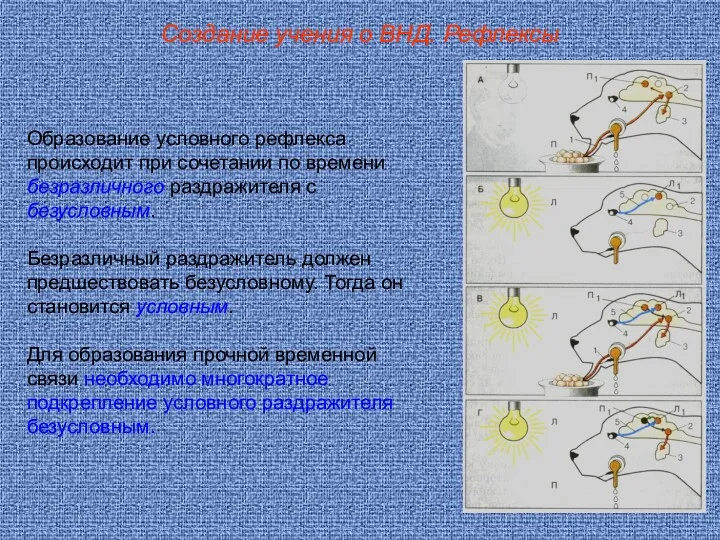 Создание учения о ВНД. Рефлексы Образование условного рефлекса происходит при