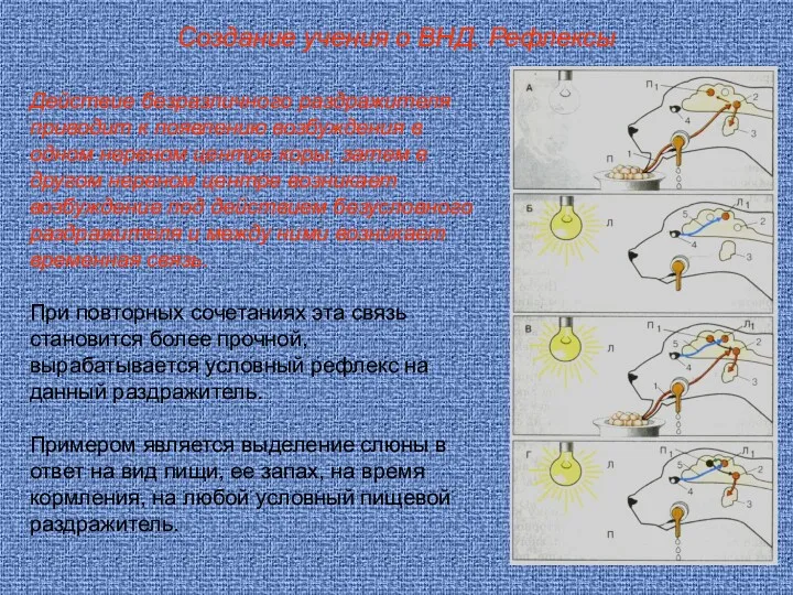 Создание учения о ВНД. Рефлексы Действие безразличного раздражителя приводит к