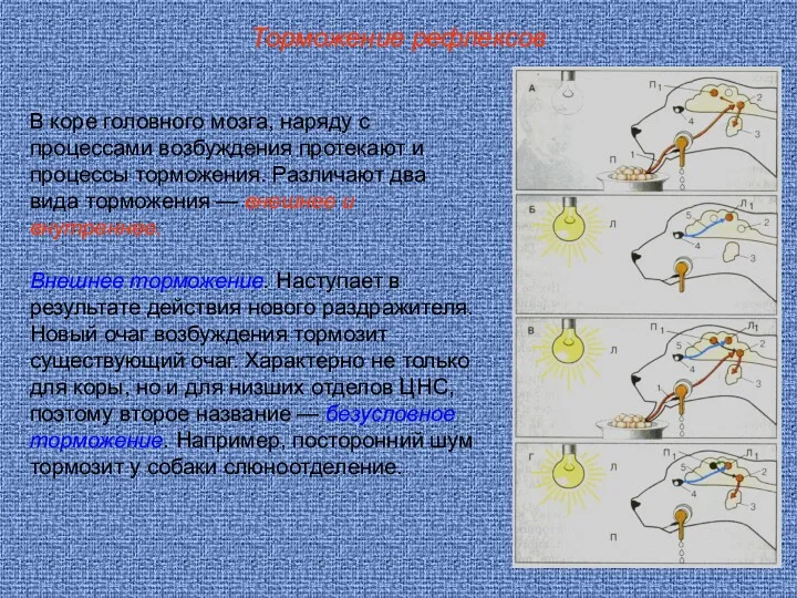 Торможение рефлексов В коре головного мозга, наряду с процессами возбуждения