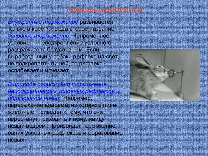 Торможение рефлексов Внутреннее торможение развивается только в коре. Отсюда второе