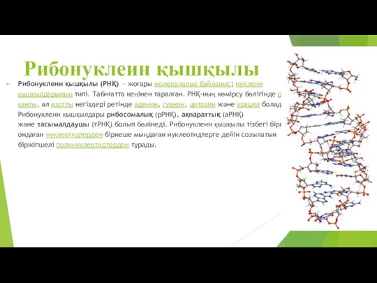 Рибонуклеин қышқылы Рибонуклеин қышқылы (РНҚ) — жоғары молекулалық байланыс; нуклеин