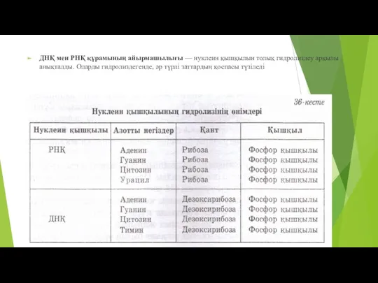 ДНҚ мен РНҚ құрамының айырмашылығы — нуклеин қышқылын толық гидролиздеу